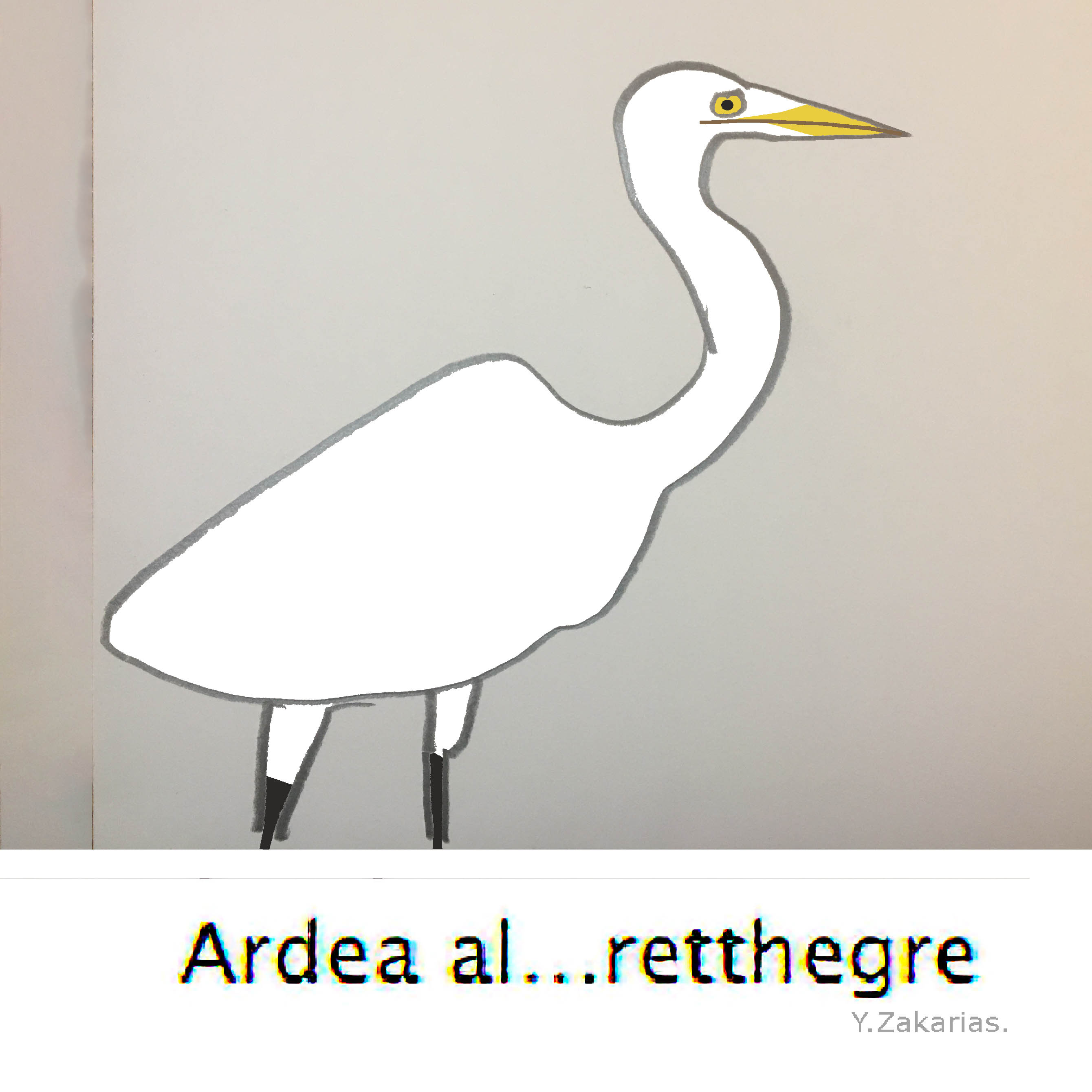 Drawing of Ardea alba, egret heron, in outline on colored background